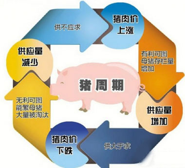 擺脫“豬周期”需要市場(chǎng)信息及時(shí)傳導(dǎo)